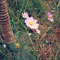 小清新花头像 安静地花儿