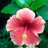 微信个性花头像 你喜欢的花开了