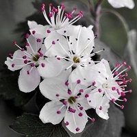 微信个性花头像 你喜欢的花开了