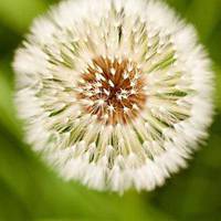 微信头像蒲公英 唯美清新安静