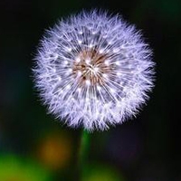 微信头像蒲公英 唯美清新安静