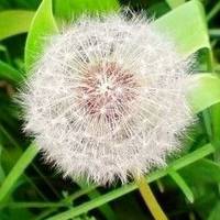 微信头像蒲公英 唯美清新安静