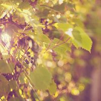 水果葡萄头像_秋天的葡萄提子头像图片