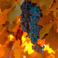 水果葡萄头像_秋天的葡萄提子头像图片