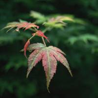 漂亮的微信头像图片枫叶 秋天的枫叶美翻了