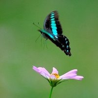 风景头像蝴蝶_优美风景有蝴蝶的头像图片