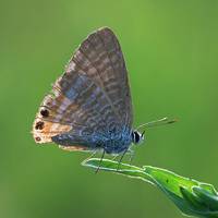 风景头像蝴蝶_优美风景有蝴蝶的头像图片