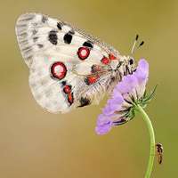 风景头像蝴蝶_优美风景有蝴蝶的头像图片