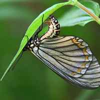 风景头像蝴蝶_优美风景有蝴蝶的头像图片