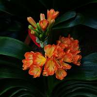 风景头像蝴蝶_优美风景有蝴蝶的头像图片