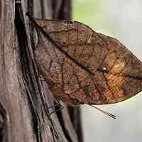 风景头像蝴蝶_优美风景有蝴蝶的头像图片