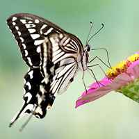 风景头像蝴蝶_优美风景有蝴蝶的头像图片