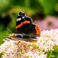 风景头像蝴蝶_优美风景有蝴蝶的头像图片