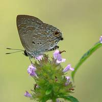 风景头像蝴蝶_优美风景有蝴蝶的头像图片