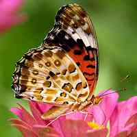 风景头像蝴蝶_优美风景有蝴蝶的头像图片