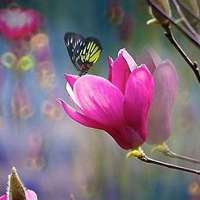 风景头像蝴蝶_优美风景有蝴蝶的头像图片