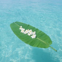 蓝色海水头像