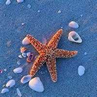 海星风景微信头像图片大全