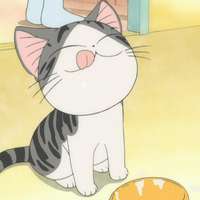 超萌可爱的起司猫高清头像