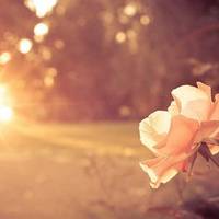 好看的清新淡雅微信头像