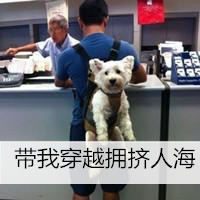 男生抱着宠物的带字头像