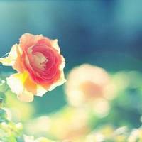 好看的清新淡雅微信头像