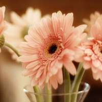 好看的清新淡雅微信头像