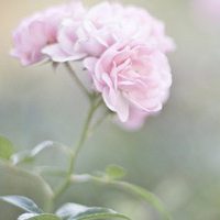 好看的清新淡雅微信头像