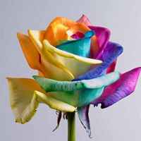 颜色丰富的色彩缤纷头像图片