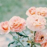 好看的清新淡雅微信头像