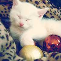 好看的清新淡雅微信头像