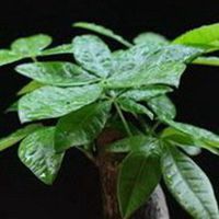 红包发财树图片头像