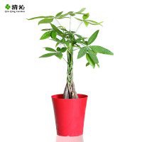 动漫发财树头像