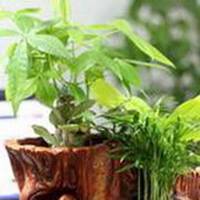 黄金发财树微信头像