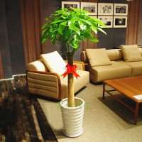 动漫发财树头像