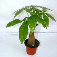 发财树头像图片大全