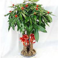 金色发财树头像图片大全