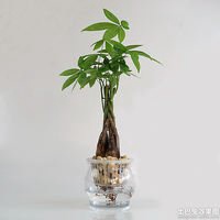 金色发财树头像图片