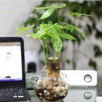 红包发财树图片头像