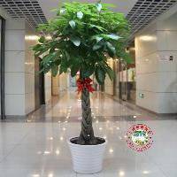 金色发财树头像图片