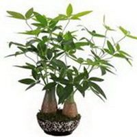 选发财树微信头像卡通