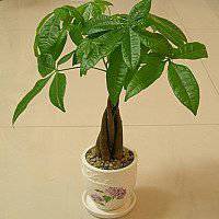 黄金发财树微信头像