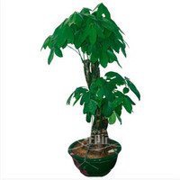 用发财树做头像好吗