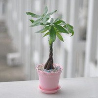 男生头像用发财树