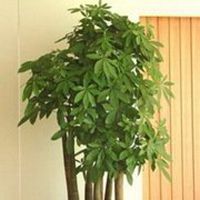 男生头像用发财树