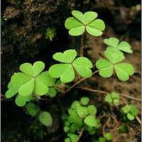 动漫发财树头像