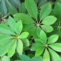 男生头像用发财树