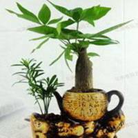 金色发财树头像图片