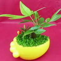 金色发财树头像图片大全