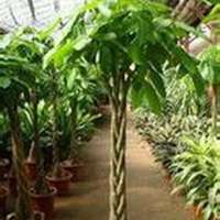 金色发财树头像图片